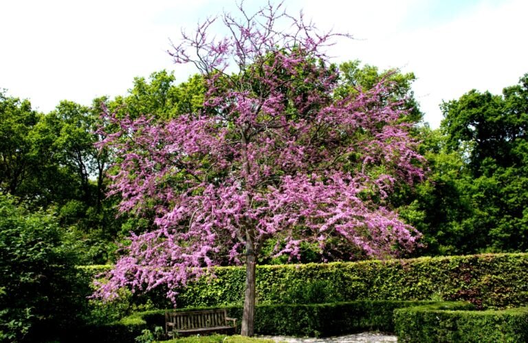 Arbre de judée