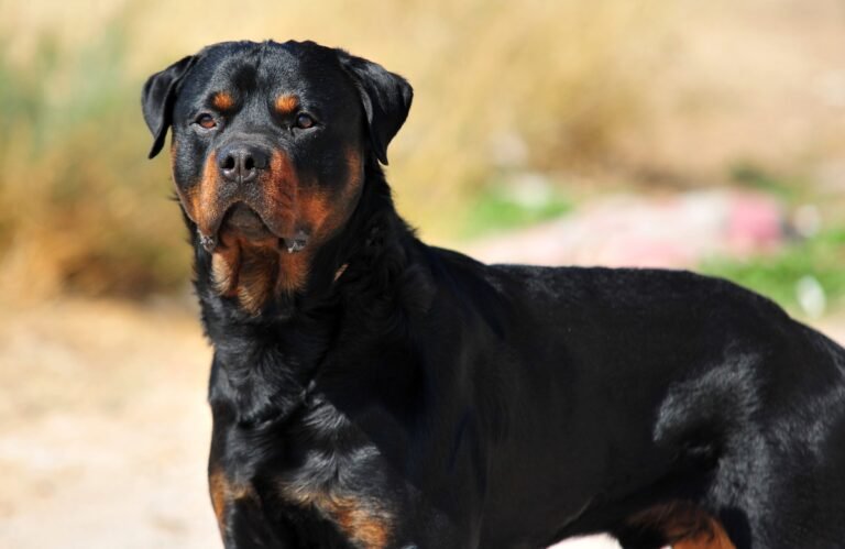 Rottweiler