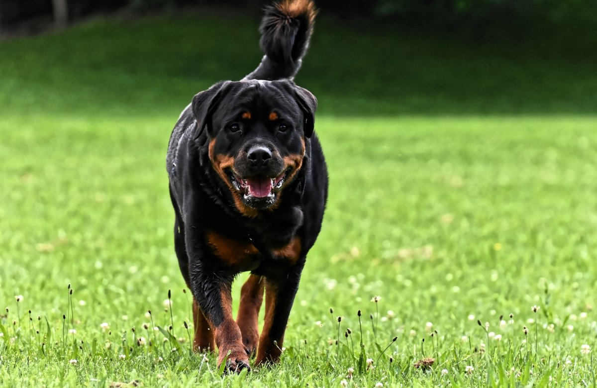 Jeune Rottweiler 