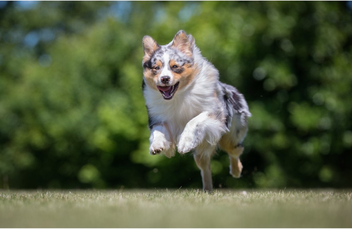 Tempérament du Berger australien