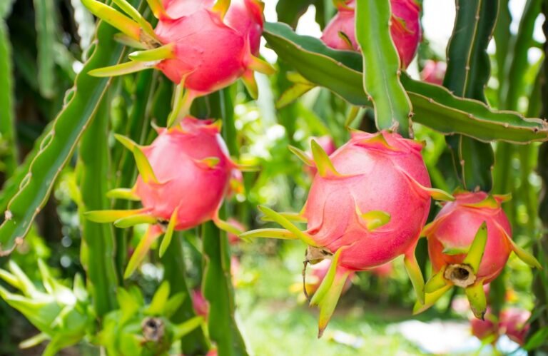 Quels sont les bienfaits du fruit de dragon sur la santé ? Fruit du dragon